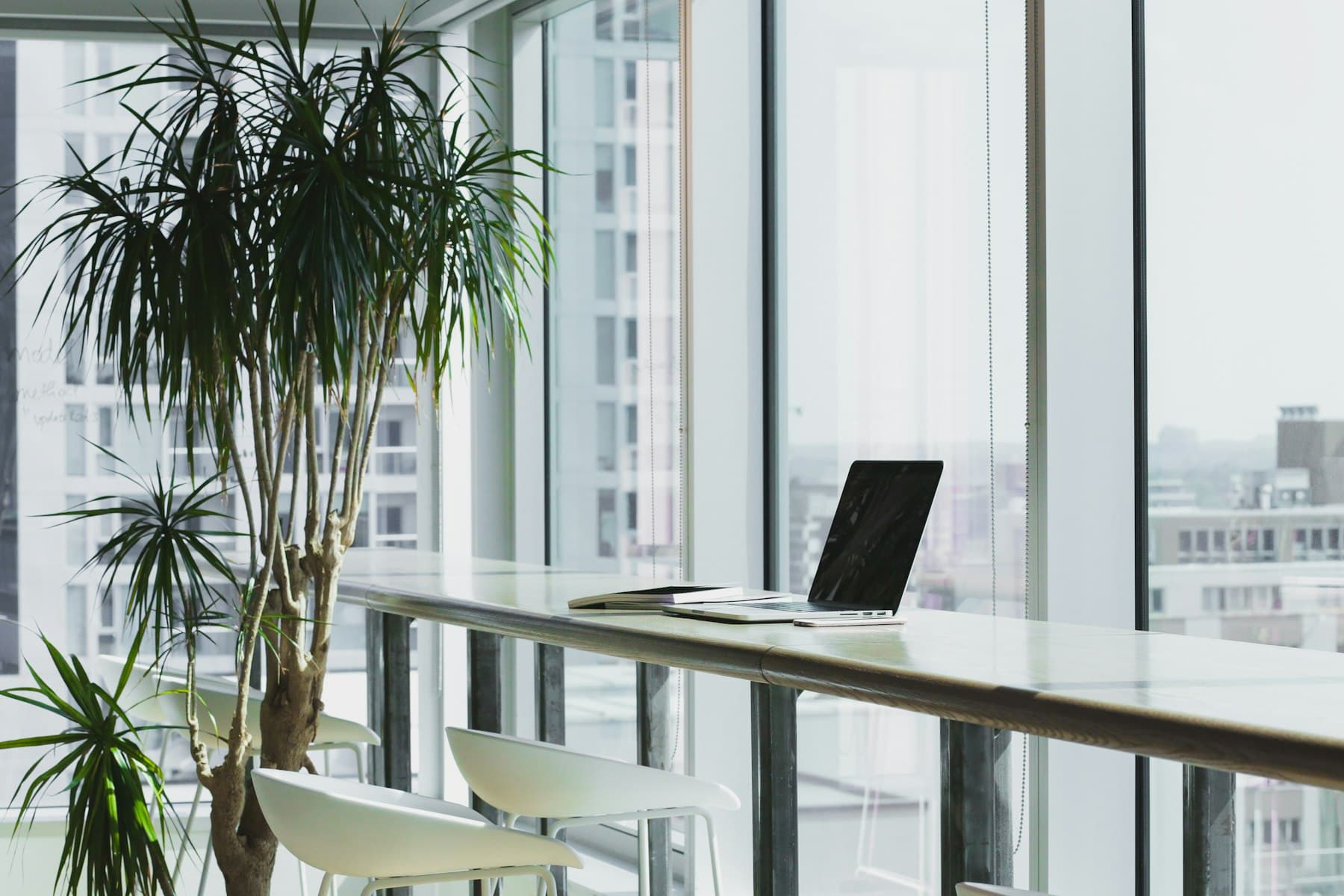 A quiet, light-filled office with plants beside tall windows